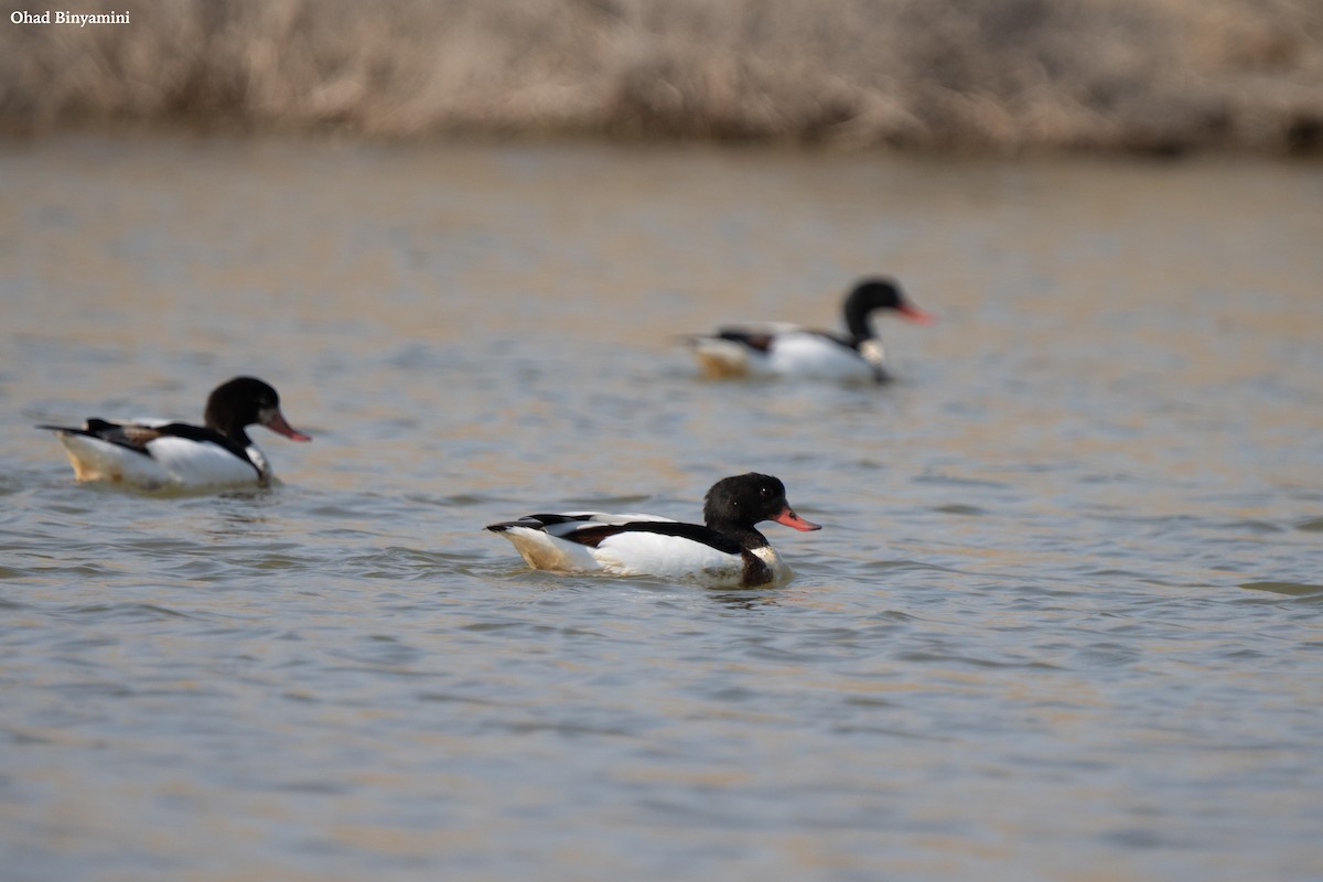 花鳧 - ML629173903