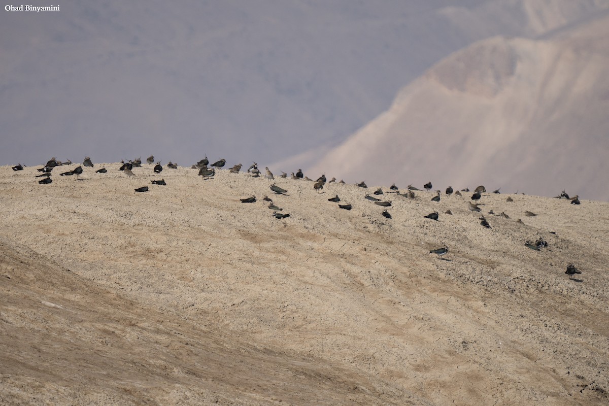 小辮鴴 - ML629173904