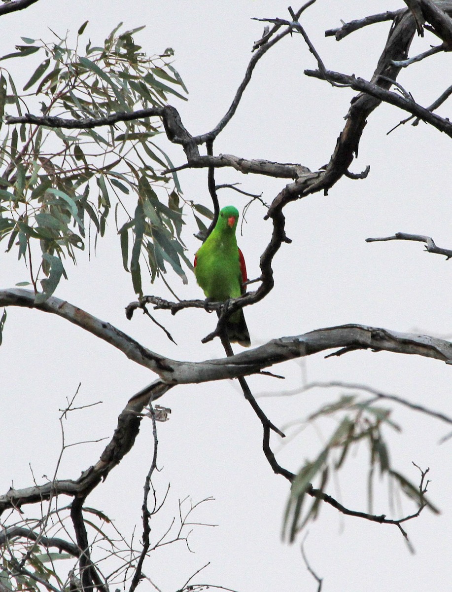 Red-winged Parrot - ML629173987