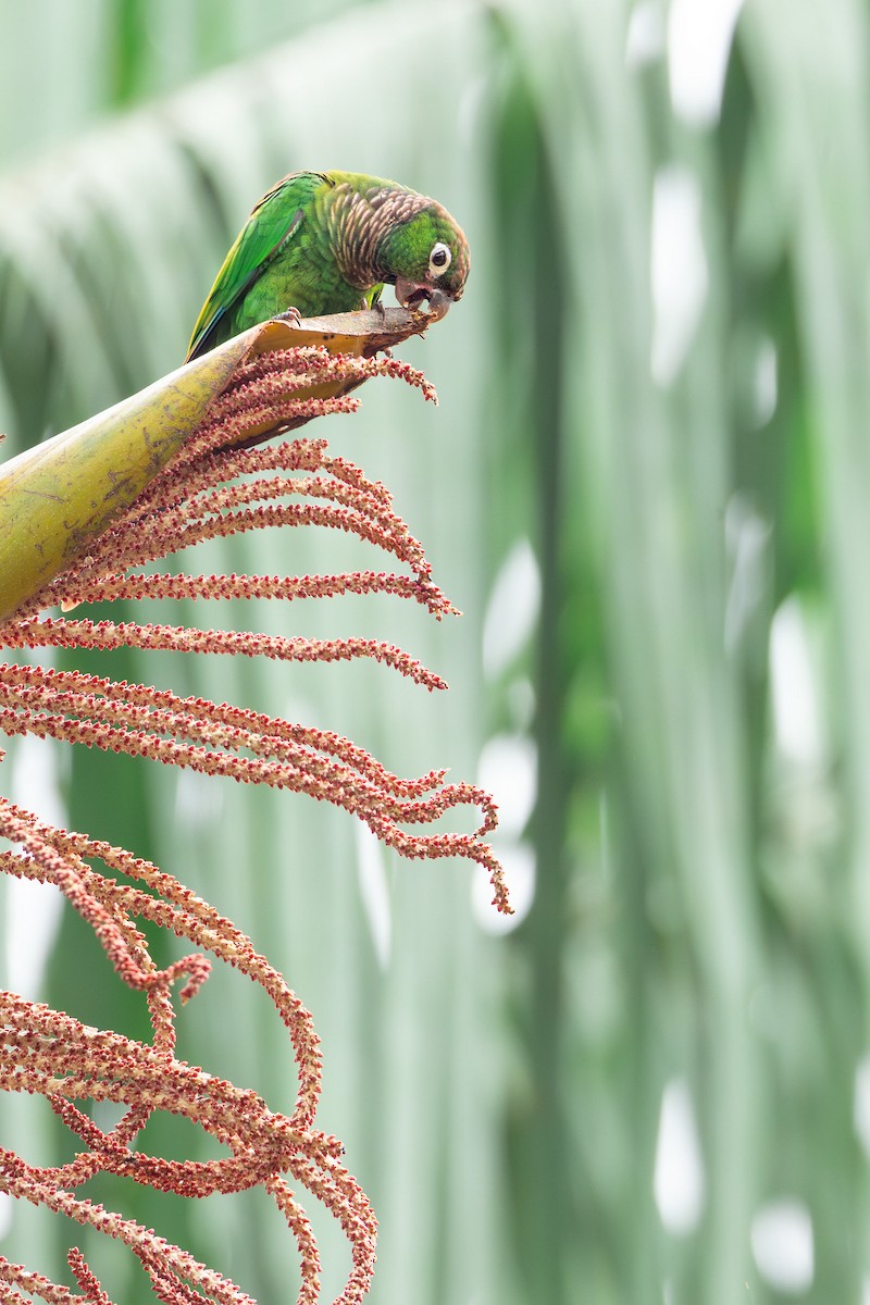 Maroon-tailed Parakeet - ML629174208