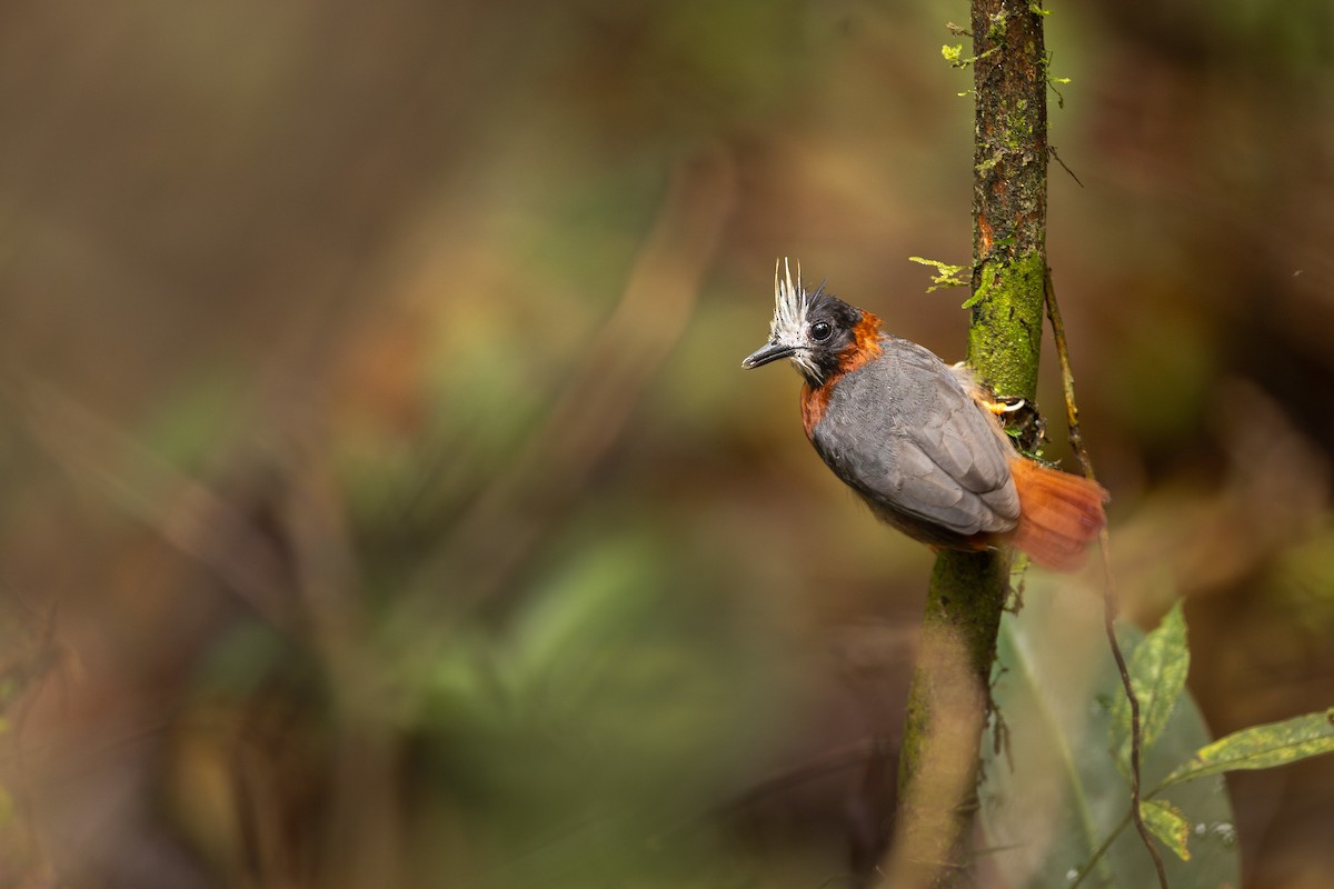 White-plumed Antbird - Matthew Bruce