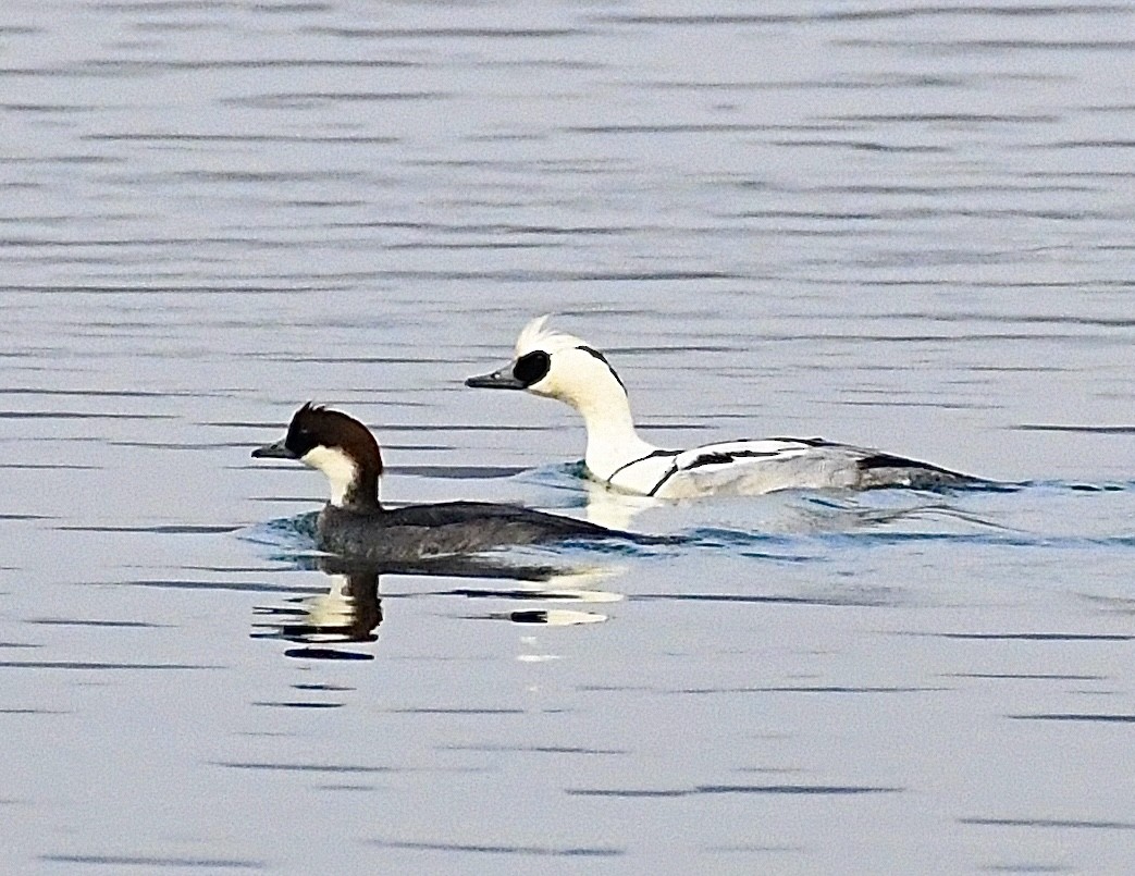 Smew - ML629174404