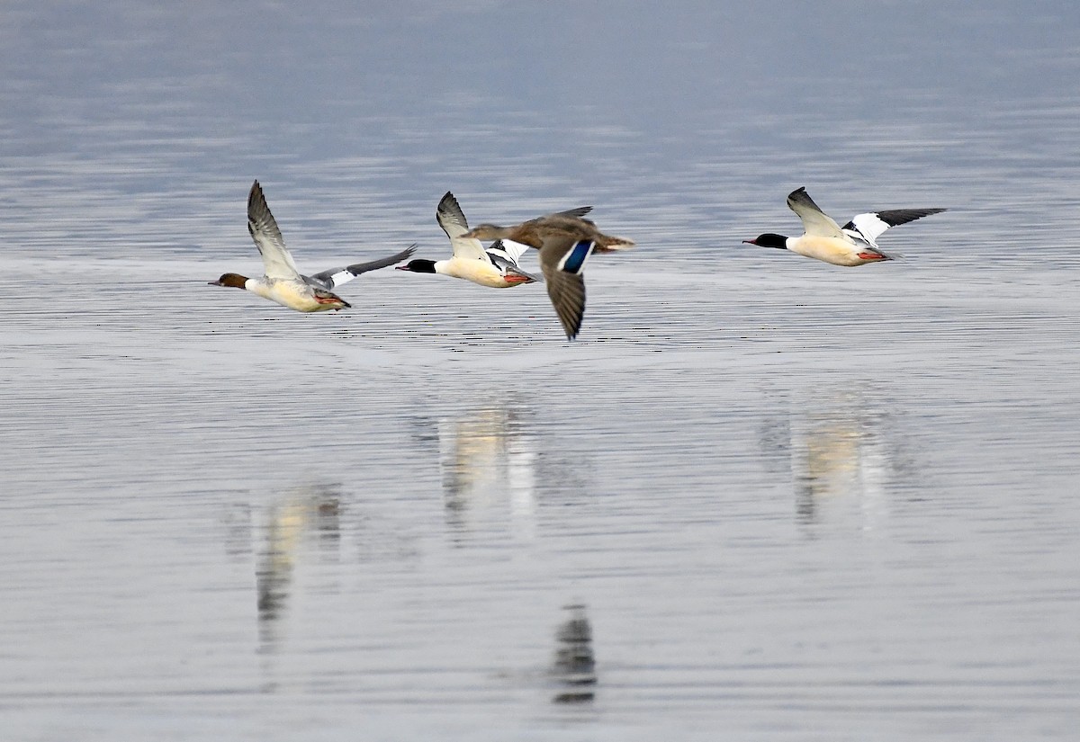 Common Merganser - ML629174450