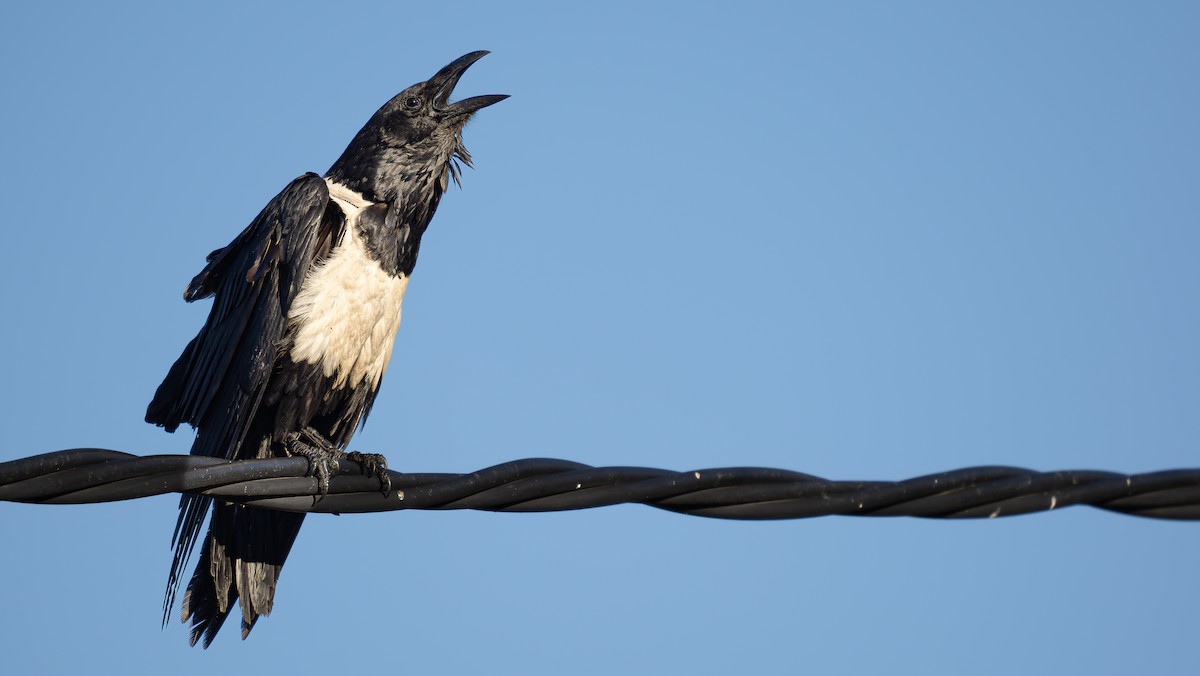 Pied Crow - ML629174456