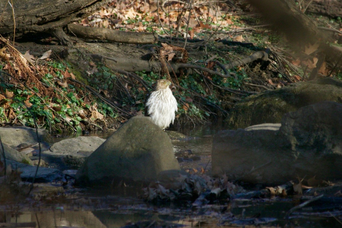 Cooper's Hawk - ML629174481