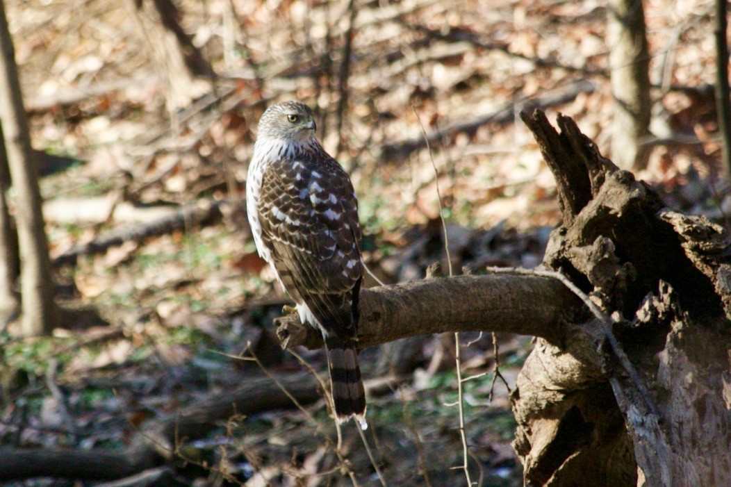 Cooper's Hawk - ML629174482