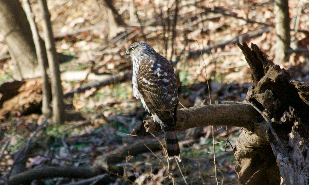 Cooper's Hawk - ML629174483