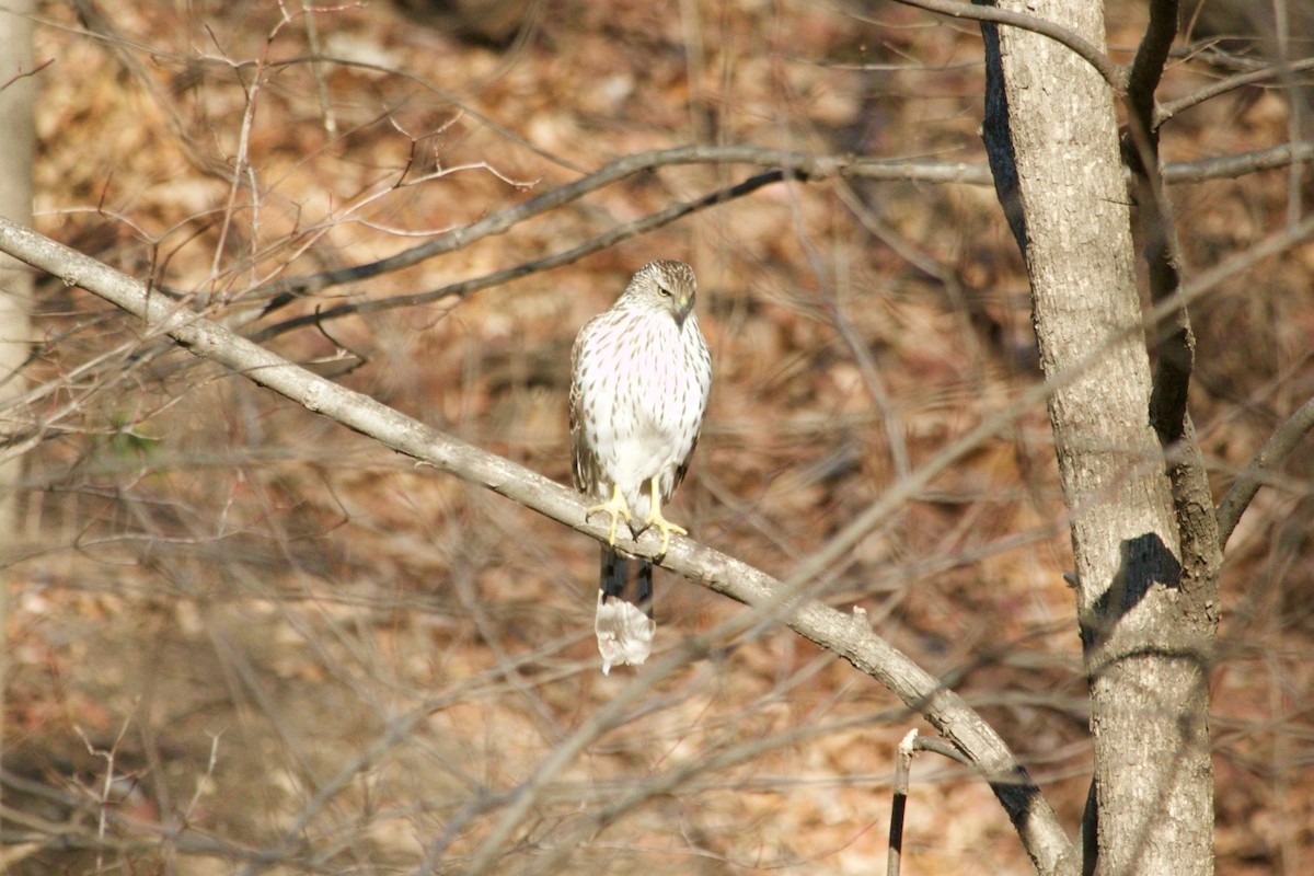 Cooper's Hawk - ML629174485