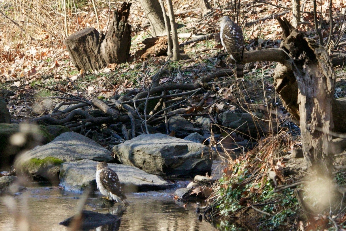 Cooper's Hawk - ML629174486