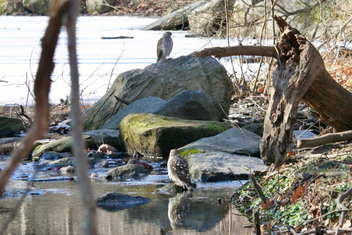 Cooper's Hawk - ML629174488