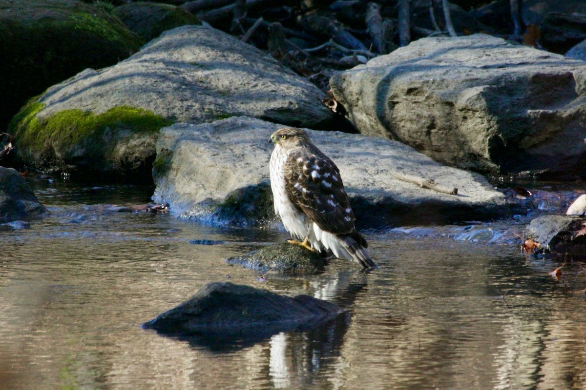 Cooper's Hawk - ML629174489