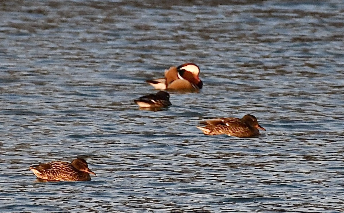 Mandarin Duck - ML629174510