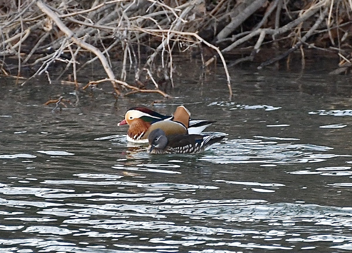 Mandarin Duck - ML629174511