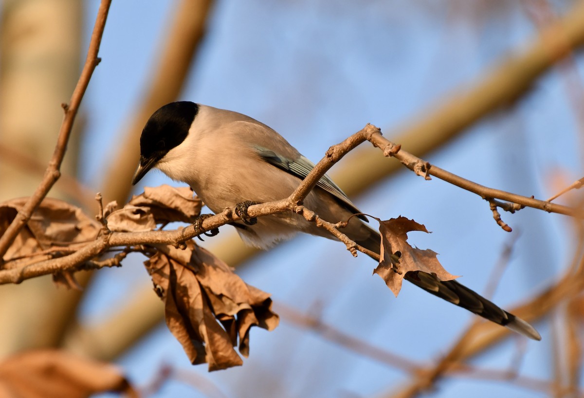 Azure-winged Magpie - ML629174520