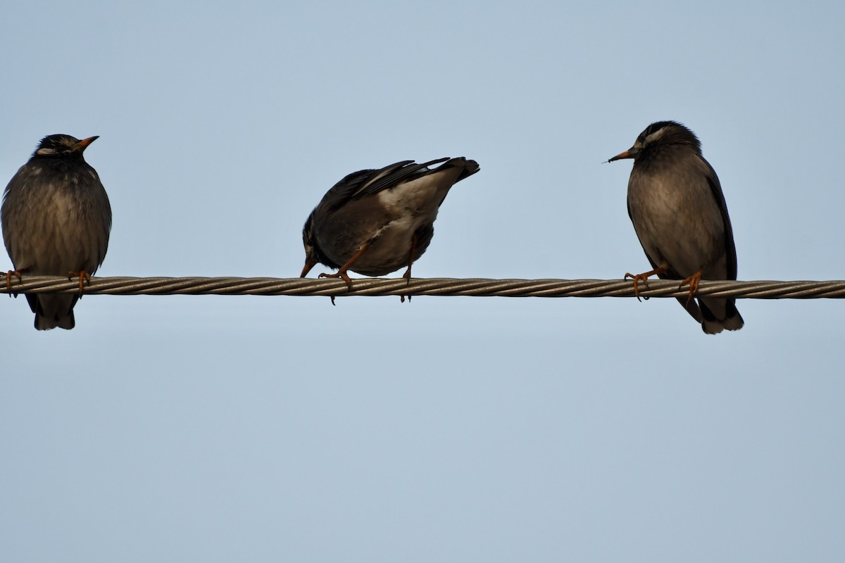 White-cheeked Starling - ML629174532