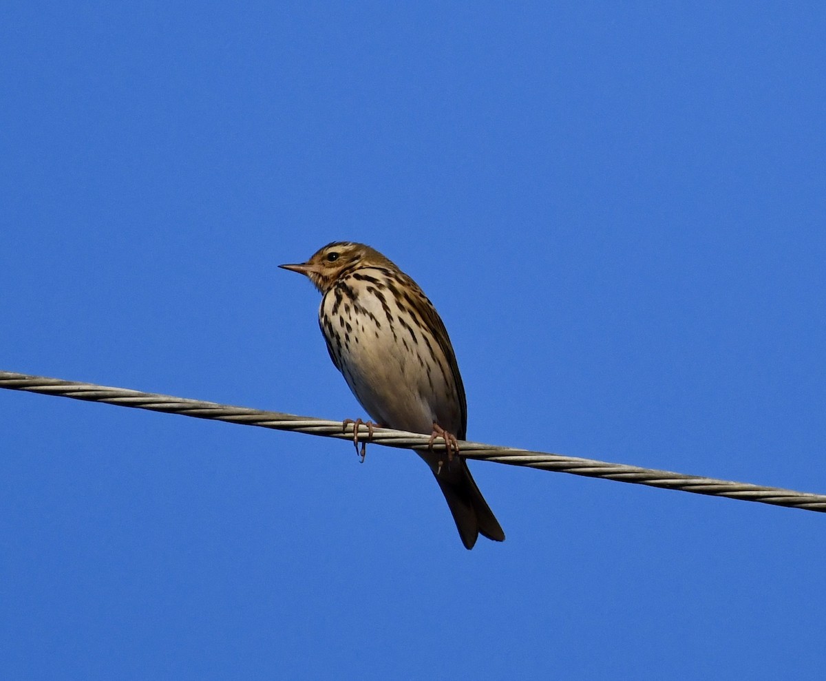 Olive-backed Pipit - ML629174539