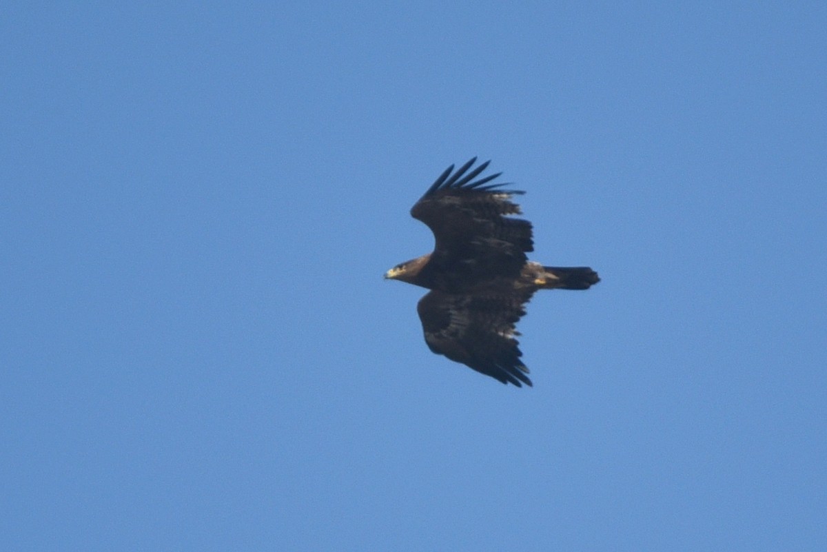 Steppe Eagle - ML629174611