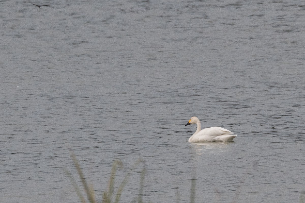 Tundra Swan - ML629174769