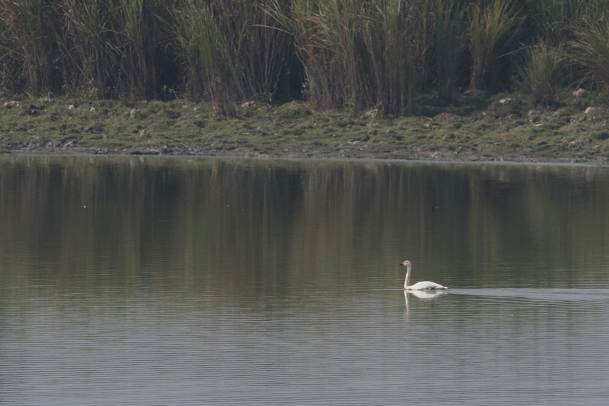 Tundra Swan - ML629174771