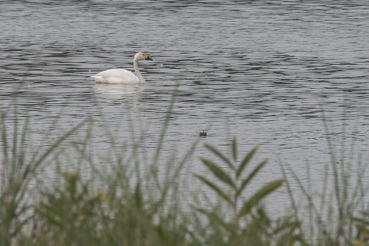 Tundra Swan - ML629174772