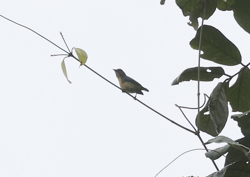 Sumatran Flowerpecker - ML629174784