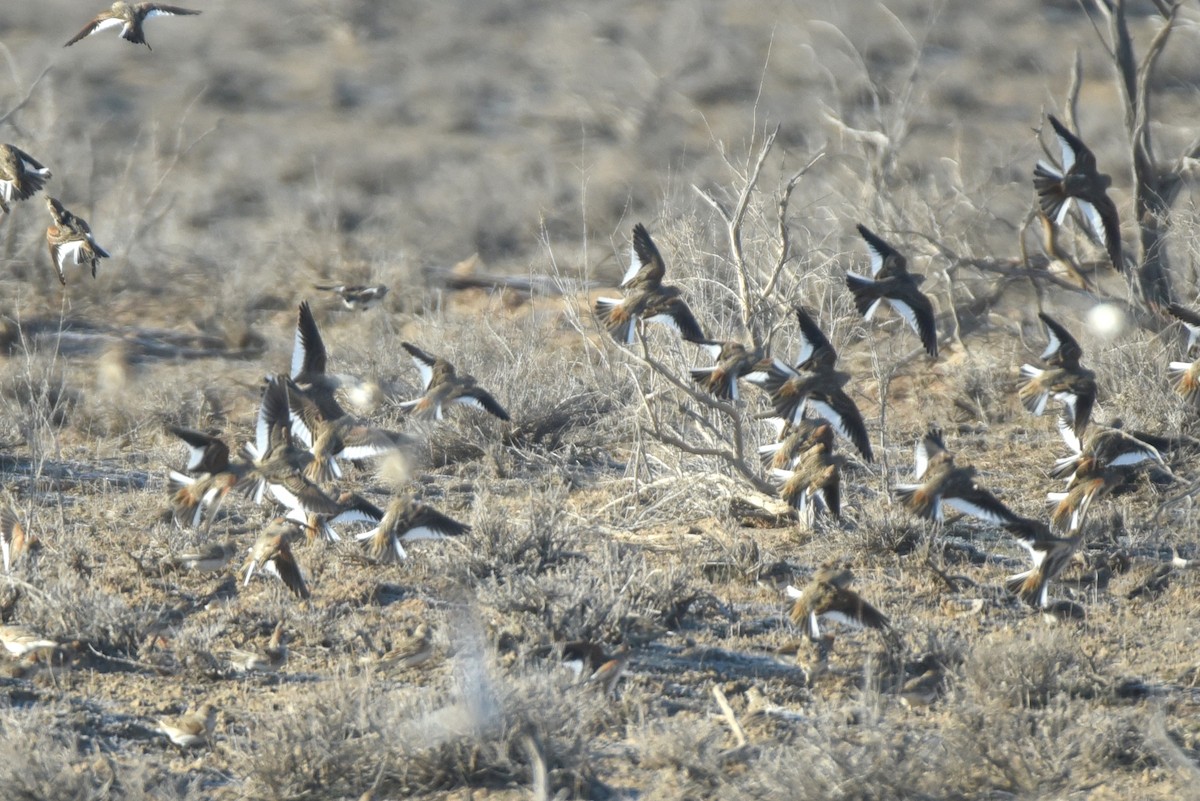 White-winged Lark - ML629174989