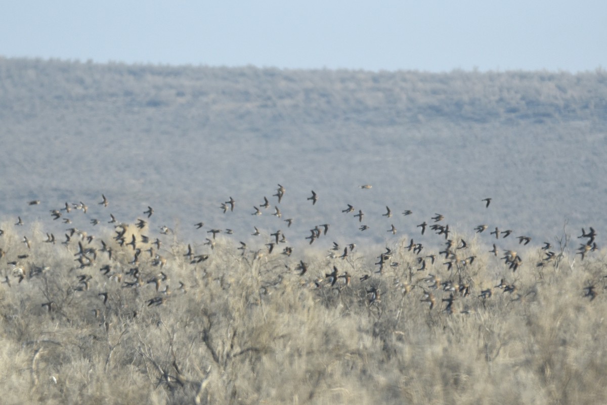 White-winged Lark - ML629175014