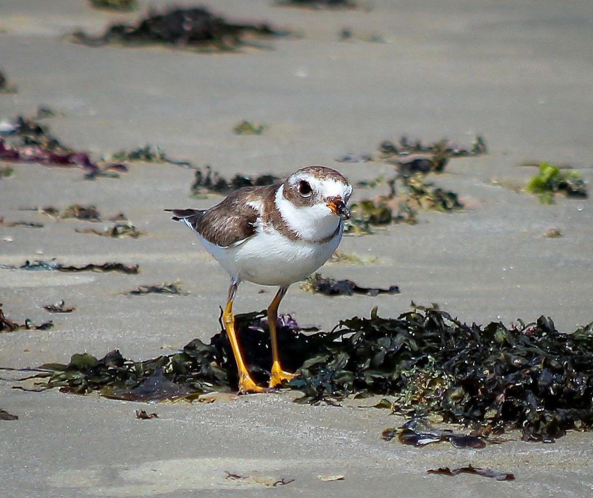 Semipalmated Plover - ML629175338