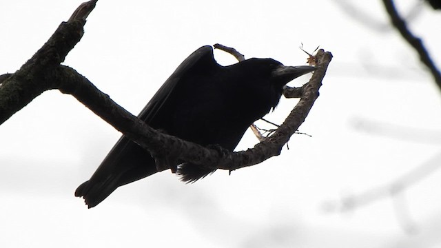Грак - ML629175443