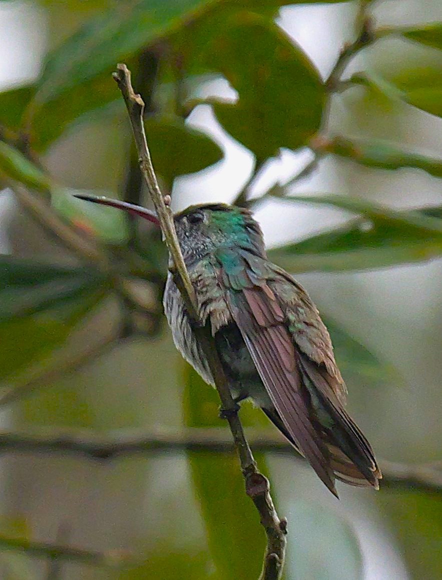 Honduran Emerald - ML629175510