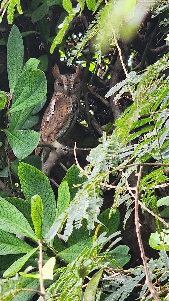 Oriental Scops-Owl - ML629175616