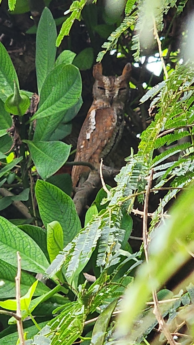 Oriental Scops-Owl - ML629175624
