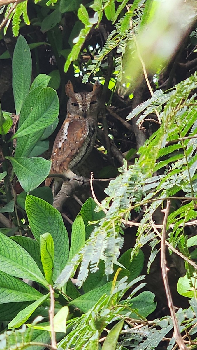 Oriental Scops-Owl - ML629175625