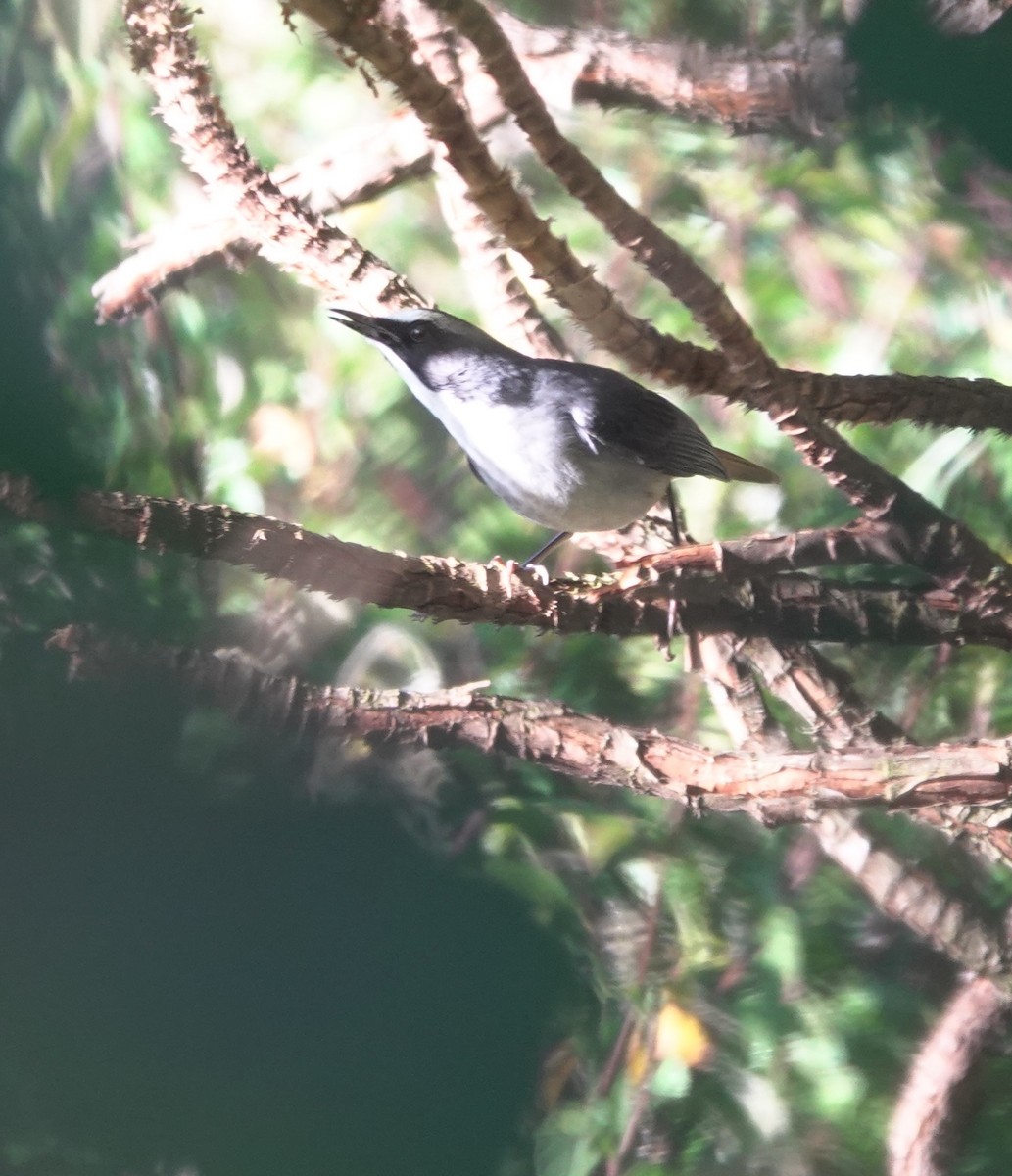 Olive-flanked Robin-Chat - ML629175895