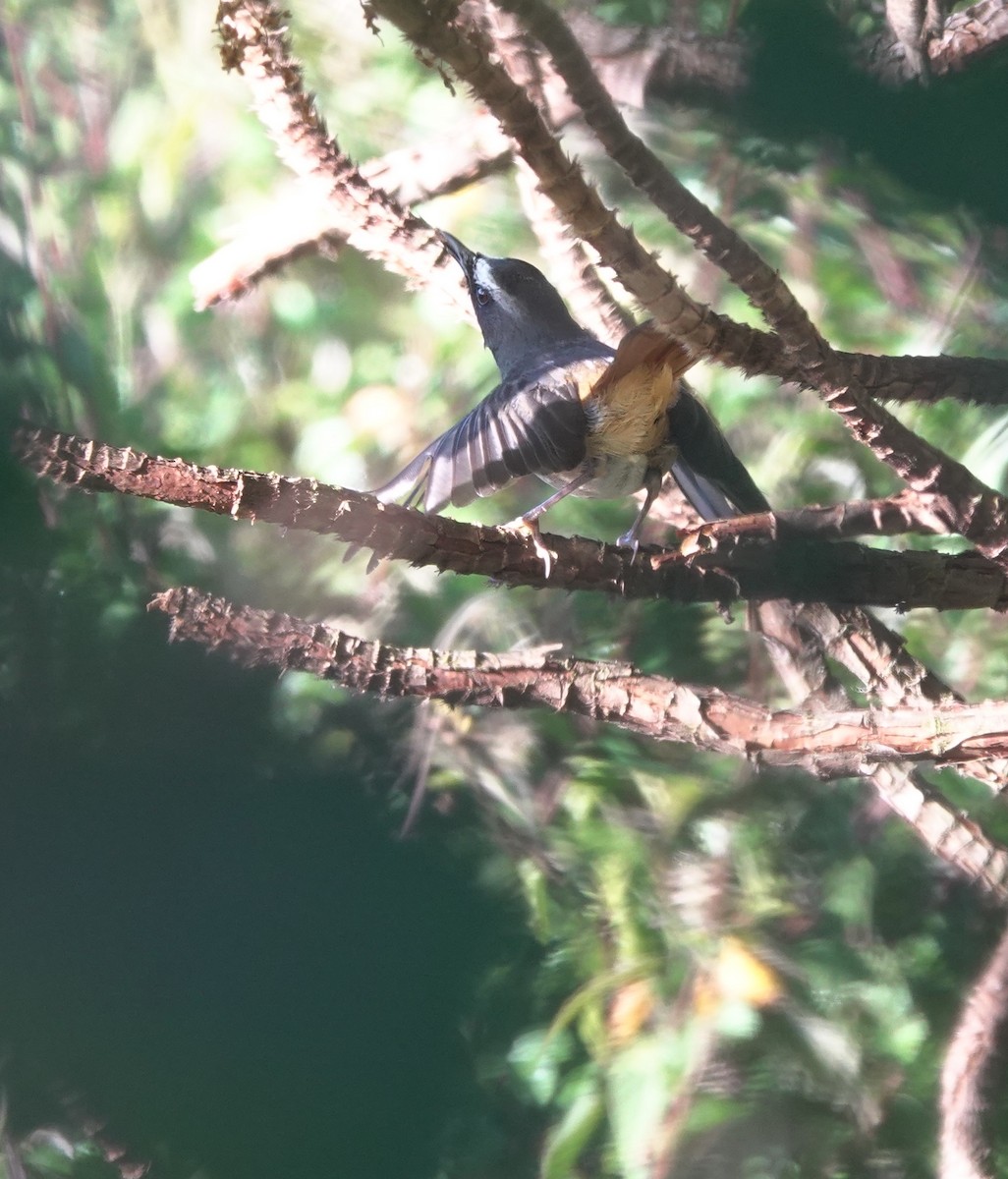 Olive-flanked Robin-Chat - ML629175896