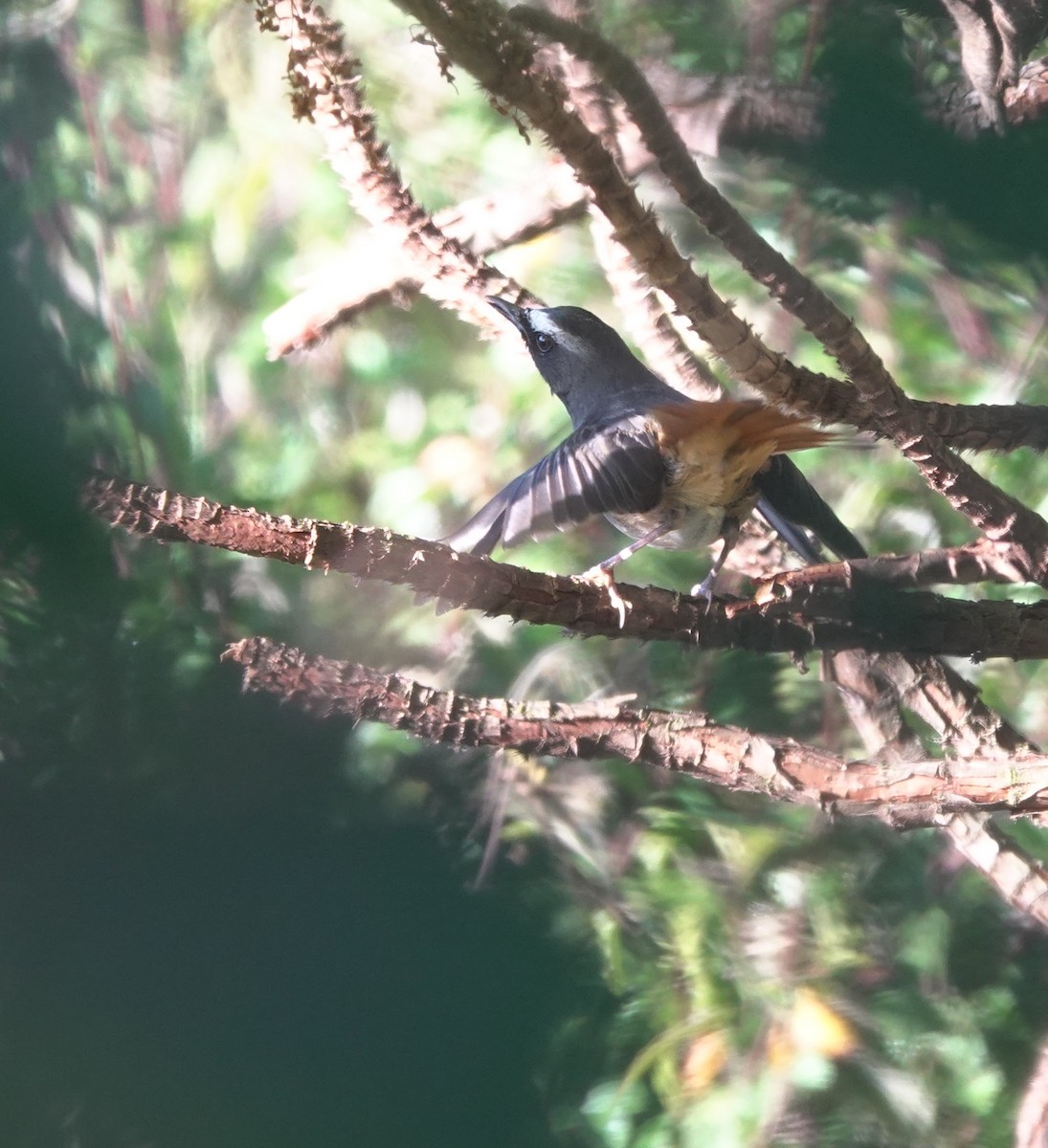 Olive-flanked Robin-Chat - ML629175897