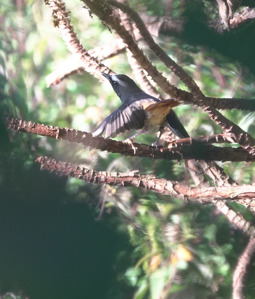 Olive-flanked Robin-Chat - ML629175899