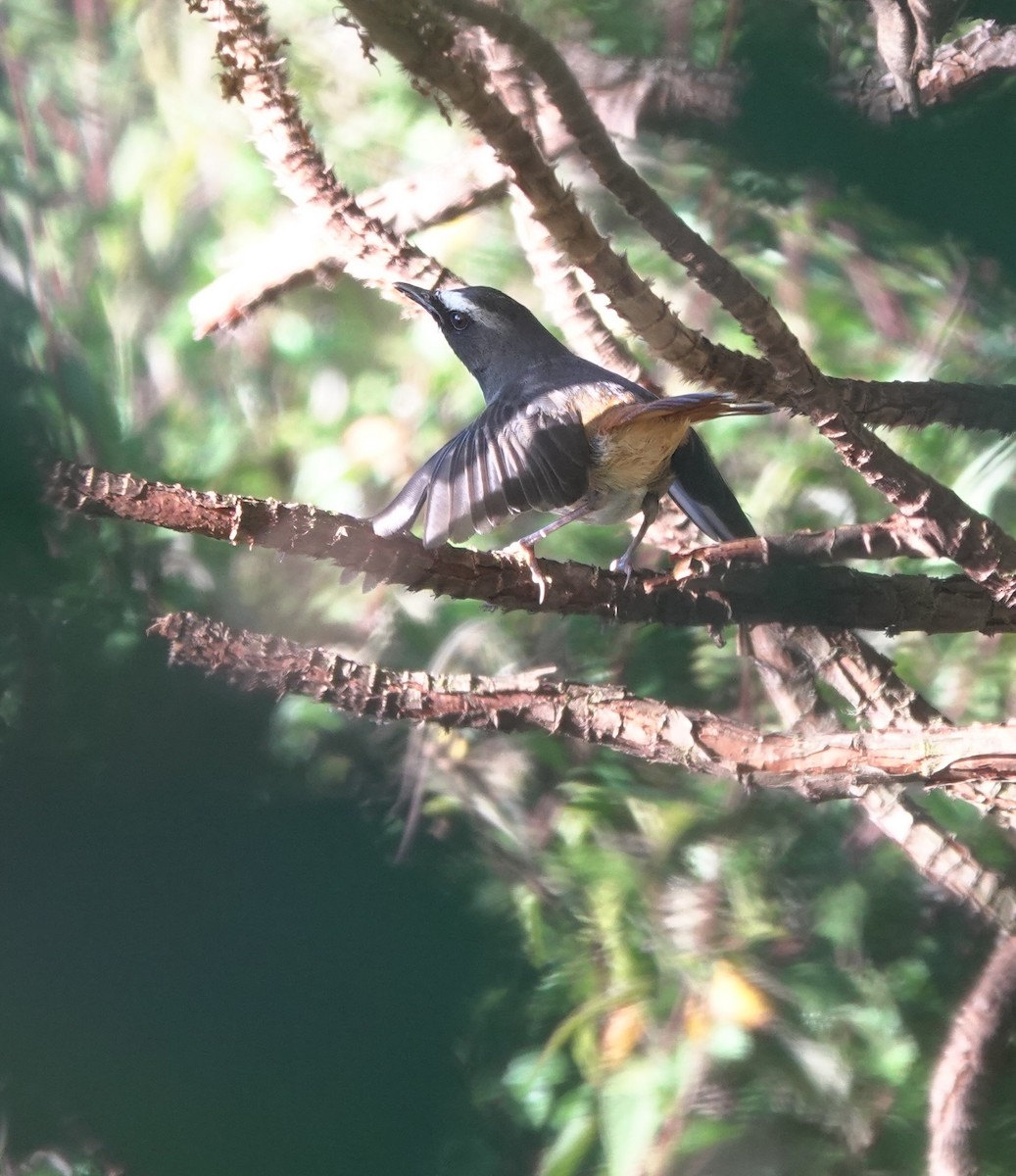 Olive-flanked Robin-Chat - ML629175901