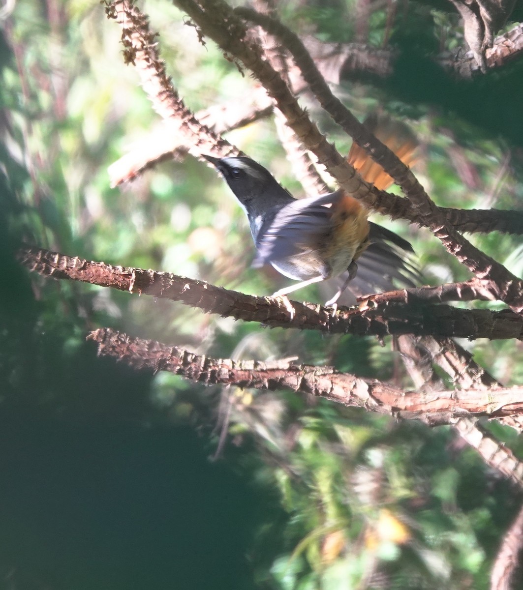 Olive-flanked Robin-Chat - ML629175903