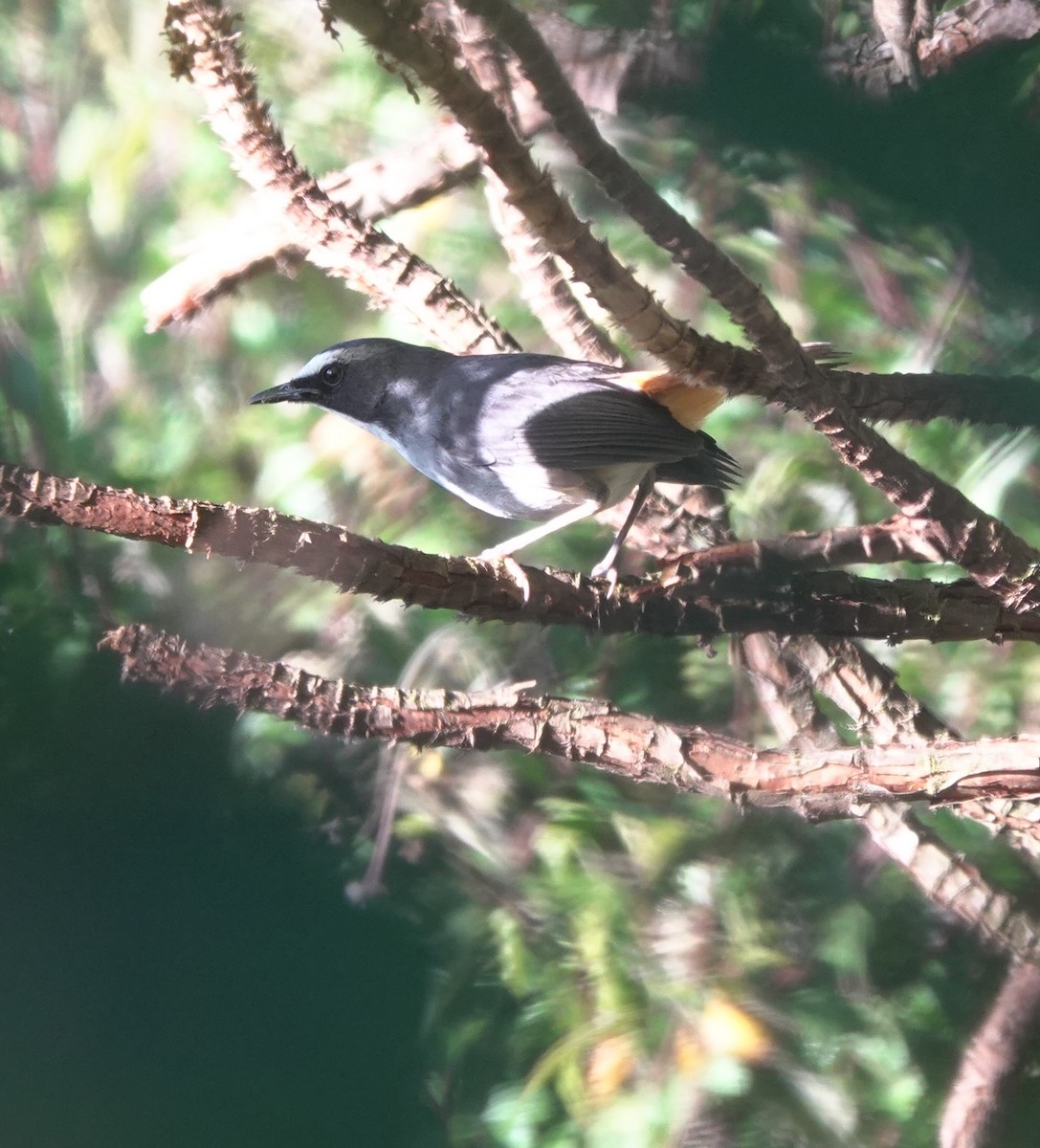 Olive-flanked Robin-Chat - ML629175905