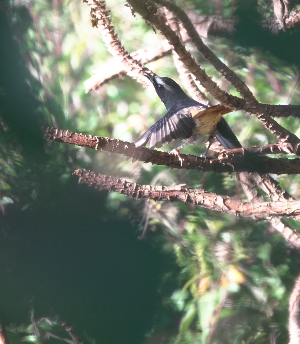 Olive-flanked Robin-Chat - ML629175906