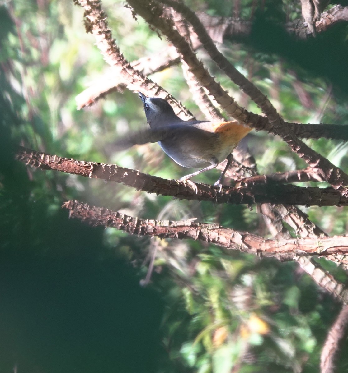 Olive-flanked Robin-Chat - ML629175907