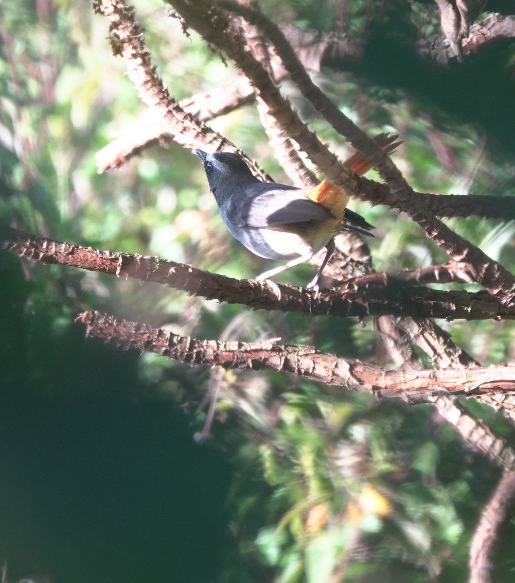 Olive-flanked Robin-Chat - ML629175908