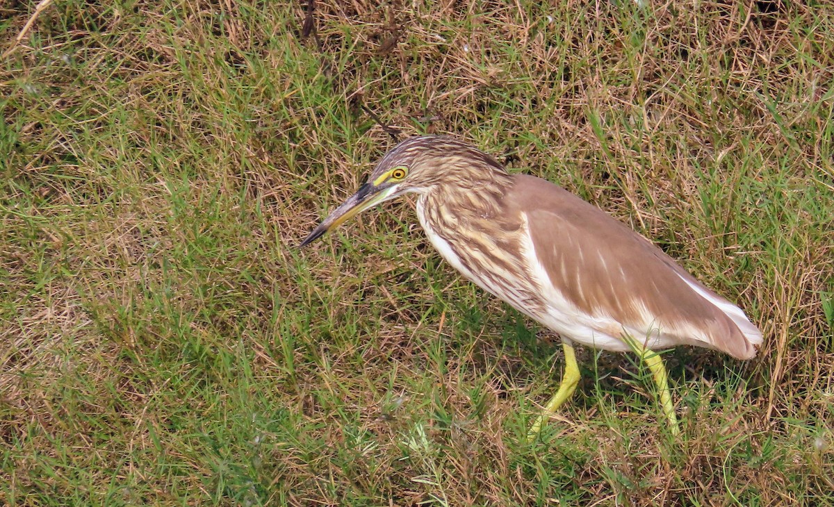 Paddyreiher - ML629176444