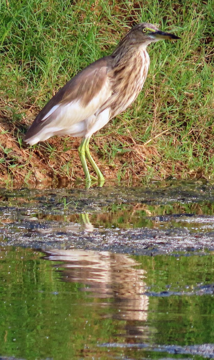 Paddyreiher - ML629176445