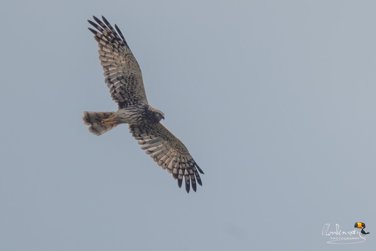 Pied Harrier - ML629176519