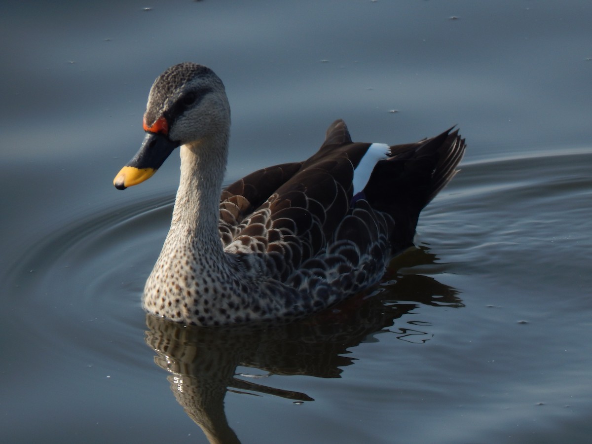 Indian Spot-billed Duck - ML629176563