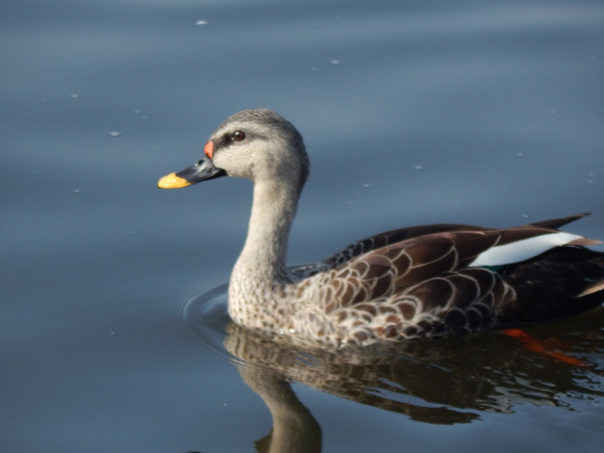 Indian Spot-billed Duck - ML629176564