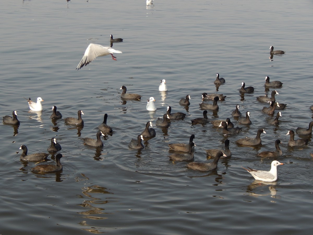 Eurasian Coot - ML629176582