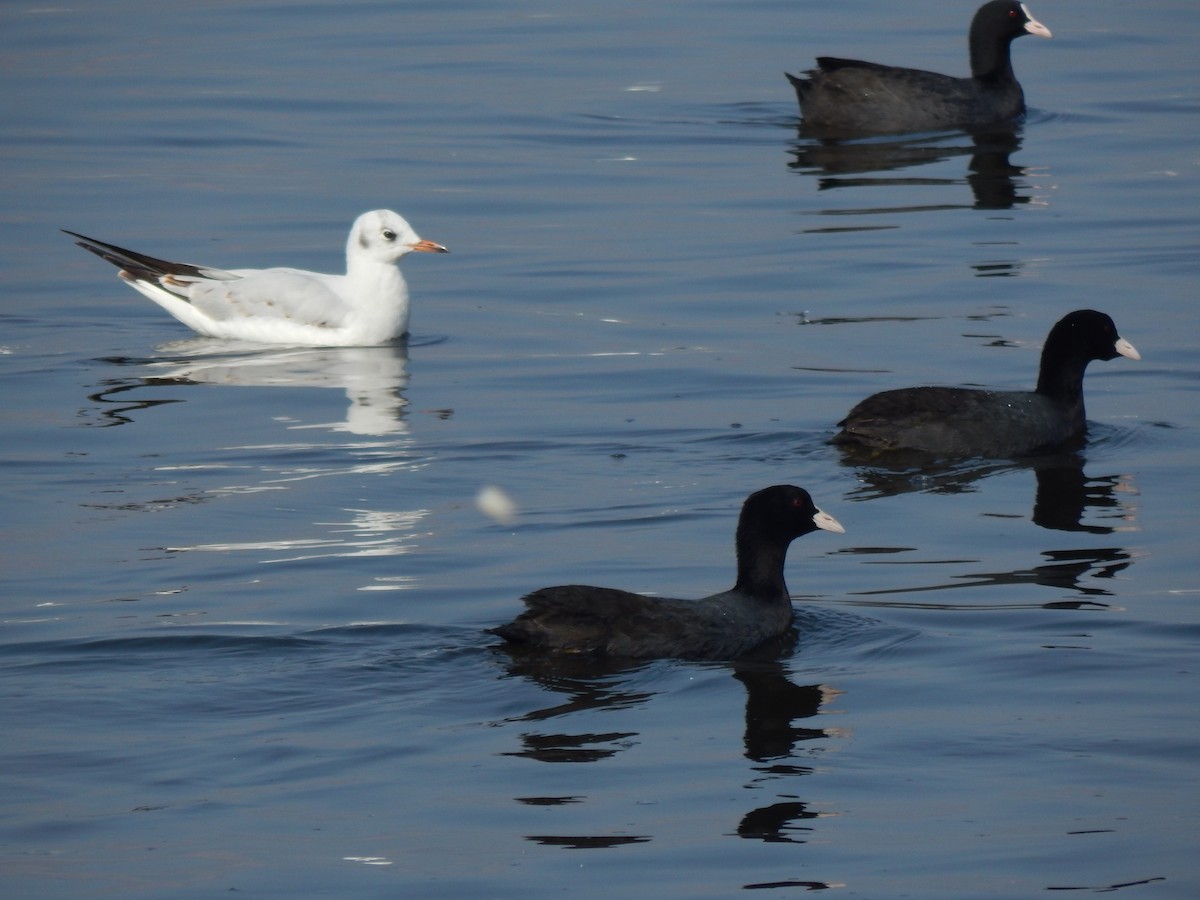 Eurasian Coot - ML629176583